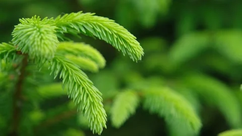 Young pine branches. Spring young pine branches. Young spruce branches. Tree Video stock 212434752