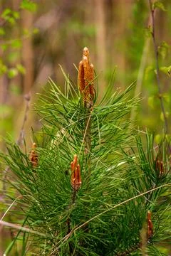 Young pine buds on branches close-up. Latvia in spring Stock Photos
