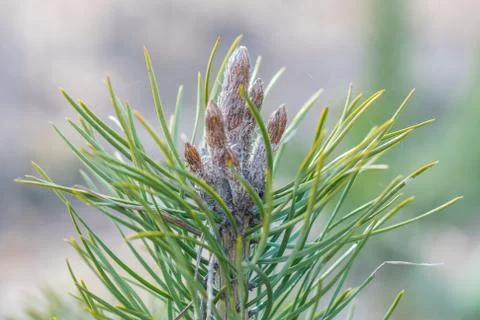 Young pine buds in early spring close up. Stock Photos