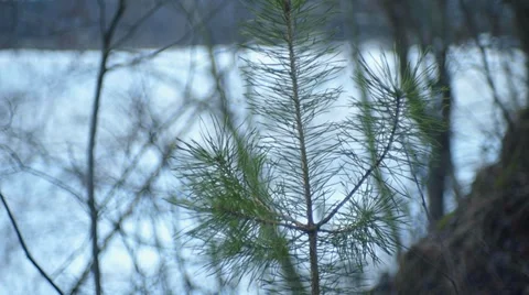 Young pine closeup Vídeo Stock 35422221