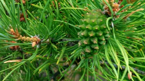 Young pine cone and needles in summer forest Stock Footage 88261521