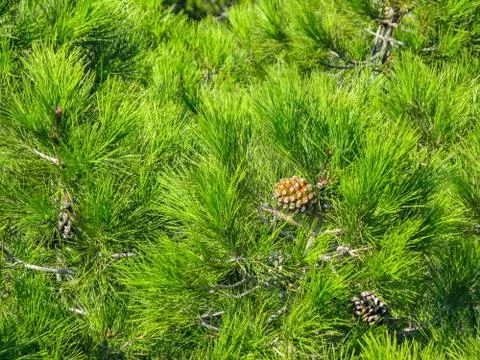 Young pine cone on the background of green pine needles Stock Photos