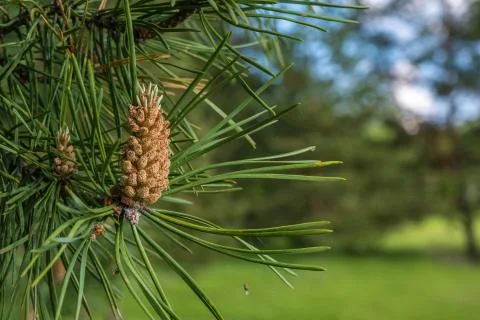 A young pine cone on the background of thin and long green needles. Stock Photos