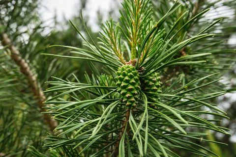 A young pine cone on a coniferous tree in the spring in the forest, the park in Stock Photos