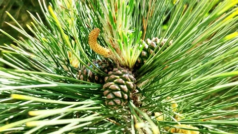 Young pine cone on an evergreen tree Stock Footage 154849059