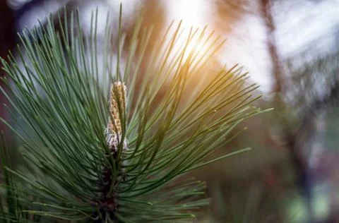 Young pine cone in the forest, close up of male flower. Fotos de archivo