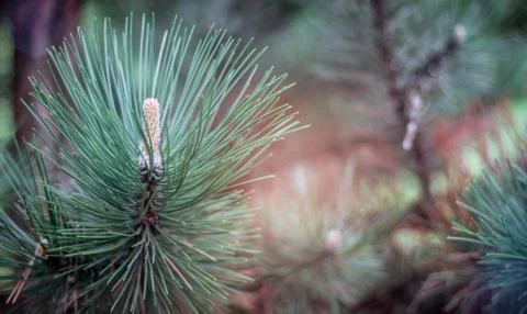 Young pine cone in the forest, copy space for text. 写真素材