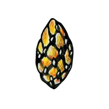 Young pine cone or spruce. Stock Illustration