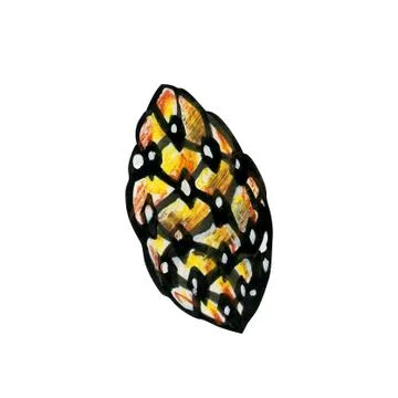 Young pine cone or spruce. Stock Illustration