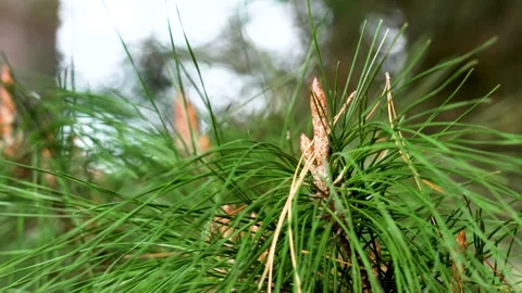 Young pine cone sprout or developing inflorescence Stock Footage 320539722