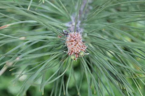 Young pine cone on a tree close up Stockfoto's