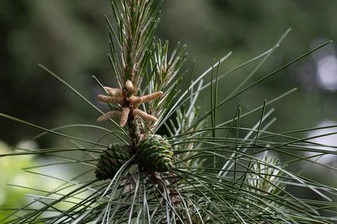 Young Pine Cones and Pollen Cones on a Pine Tree Branch Stock Photos