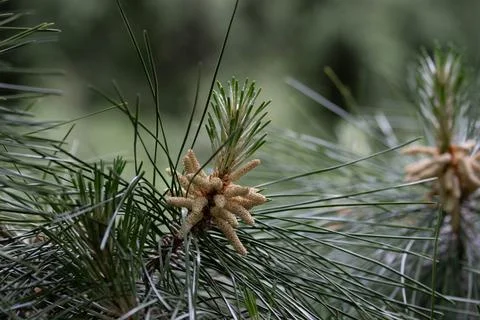 Young Pine Cones and Pollen Cones on a Pine Tree Branch Stock Photos