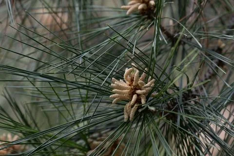 Young Pine Cones and Pollen Cones on a Pine Tree Branch Stock Photos