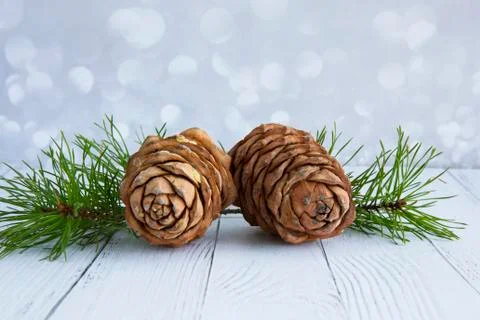 Young pine cones on the branch. Cedar cones in season. Stock Photos