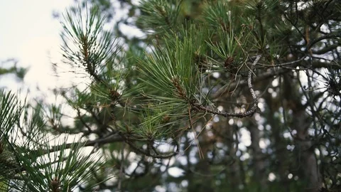 Young pine cones on branches in needles Stock Footage 118061404