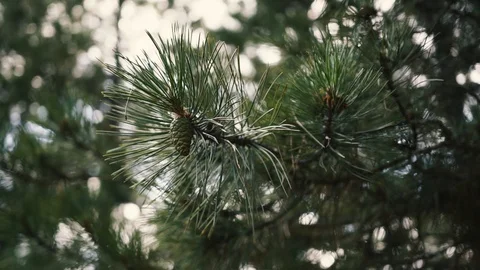 Young pine cones on branches in needles Stock Footage 118061529