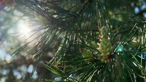 Young pine cones on a fir tree. Amazing sunny day, summer landscape. Concept  Stockbeeldmateriaal 130464338