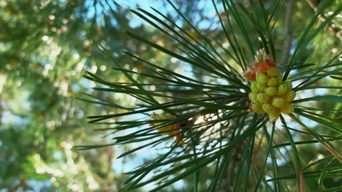 Young pine cones on a fir tree. Amazing sunny day, summer landscape. Concept  Video stock 130464388