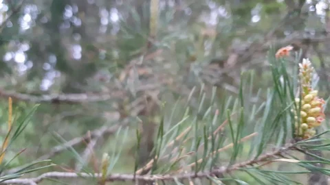Young pine cones. Flourishing buds. Stock Footage 108544153