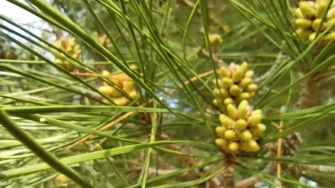 Young pine cones in focus, then the camera zooms out of focus Stock Footage 154167761