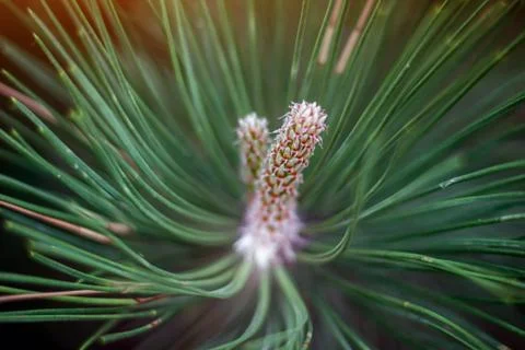 Young pine cones in the forest, macro shot of male flower. Fotos Stock