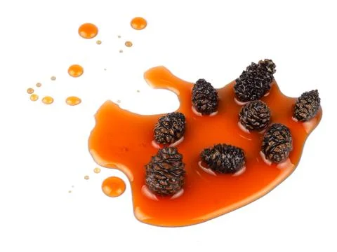 Young pine cones jam Stock Photos