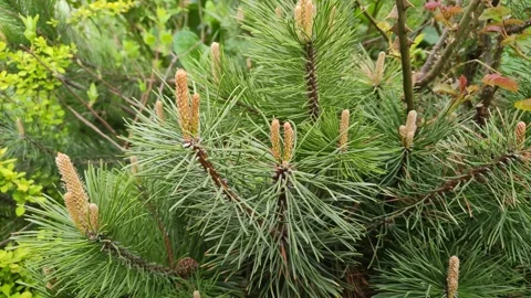 Young pine cones or inflorescences with needles close-up Stock Footage 195303868