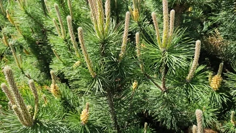 Young pine cones or inflorescences with needles close-up Stockbeeldmateriaal 197374152