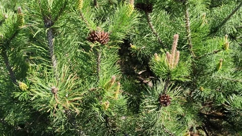 Young pine cones or inflorescences with needles close-up Video stock 198047843