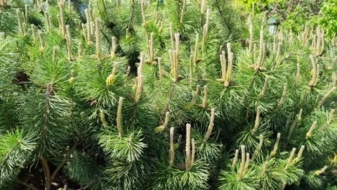 Young pine cones or inflorescences with needles close-up Stockbeeldmateriaal 200400497