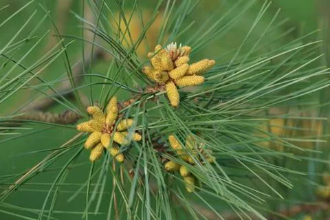 Young pine cones Stockfoto's