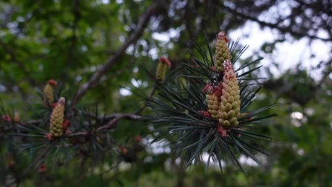 Young pine cones swaying on tree branch in forest Stock Footage 337545385