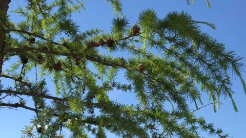 Young pine cones swaying in the wind on a sunny day Stock Footage 135435641