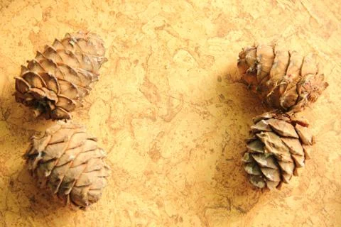 Young pine cones on the table. Cedar cones in high season. Stock Photos