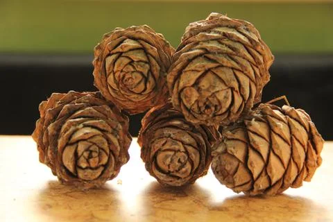 Young pine cones on the table. Cedar cones in high season. Stock Photos