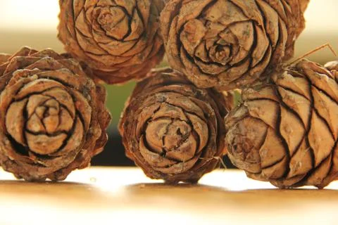 Young pine cones on the table. Cedar cones in high season. Stock Photos