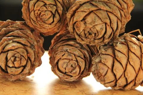 Young pine cones on the table. Cedar cones in high season. Stock Photos