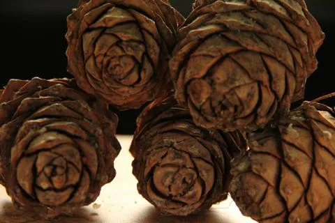 Young pine cones on the table. Cedar cones in high season. Stock Photos