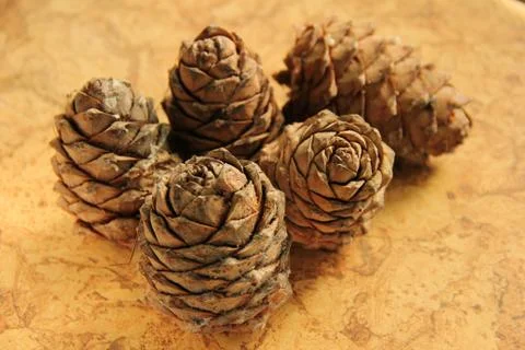 Young pine cones on the table. Cedar cones in high season. Stock Photos
