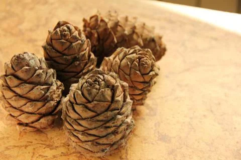 Young pine cones on the table. Cedar cones in high season. Stock Photos
