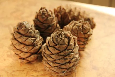 Young pine cones on the table. Cedar cones in high season. Stock Photos