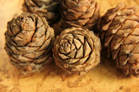Young pine cones on the table. Cedar cones in high season. Stock Photos