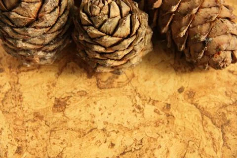 Young pine cones on the table. Cedar cones in high season. Stock Photos