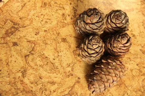 Young pine cones on the table. Cedar cones in high season. Stock Photos
