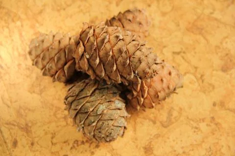 Young pine cones on the table. Cedar cones in high season. Stock Photos