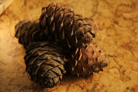 Young pine cones on the table. Cedar cones in high season. Stock Photos