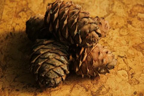 Young pine cones on the table. Cedar cones in high season. Stock Photos