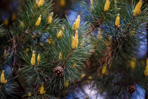 Young pine cones on tree branch, nature background Stock Photos
