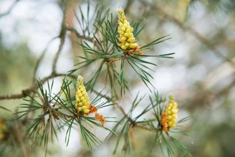 Young pine cones on a tree in the spring afternoon Stock Photos